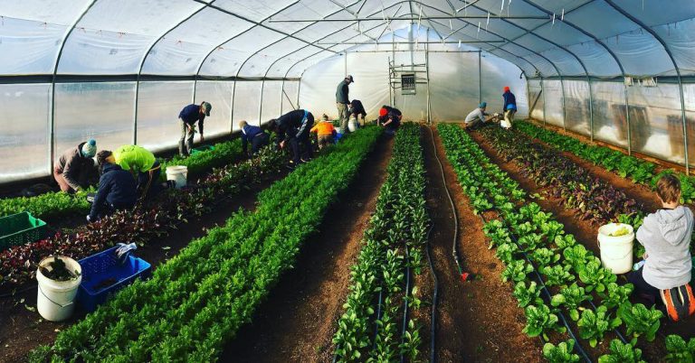 From Kudzu to Cover Crops