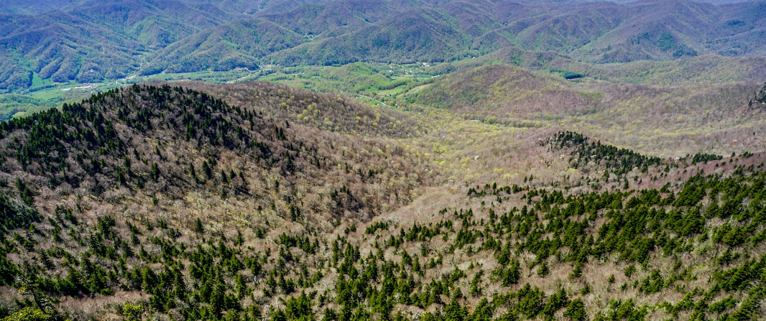 High elevation spruce-fir forest