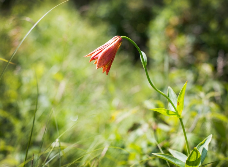 2020 Volunteers of the Year – CNPA