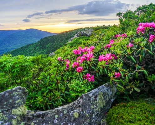 View of Roan with rhododendron and distant mountains