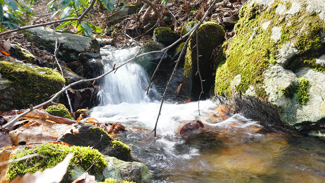 Young Pisgah Mountain