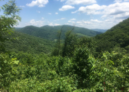 view of mountains and forested area from Pyatt Creek tract