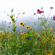 Field of flowers