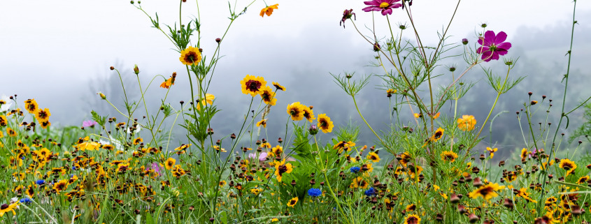 Field of flowers