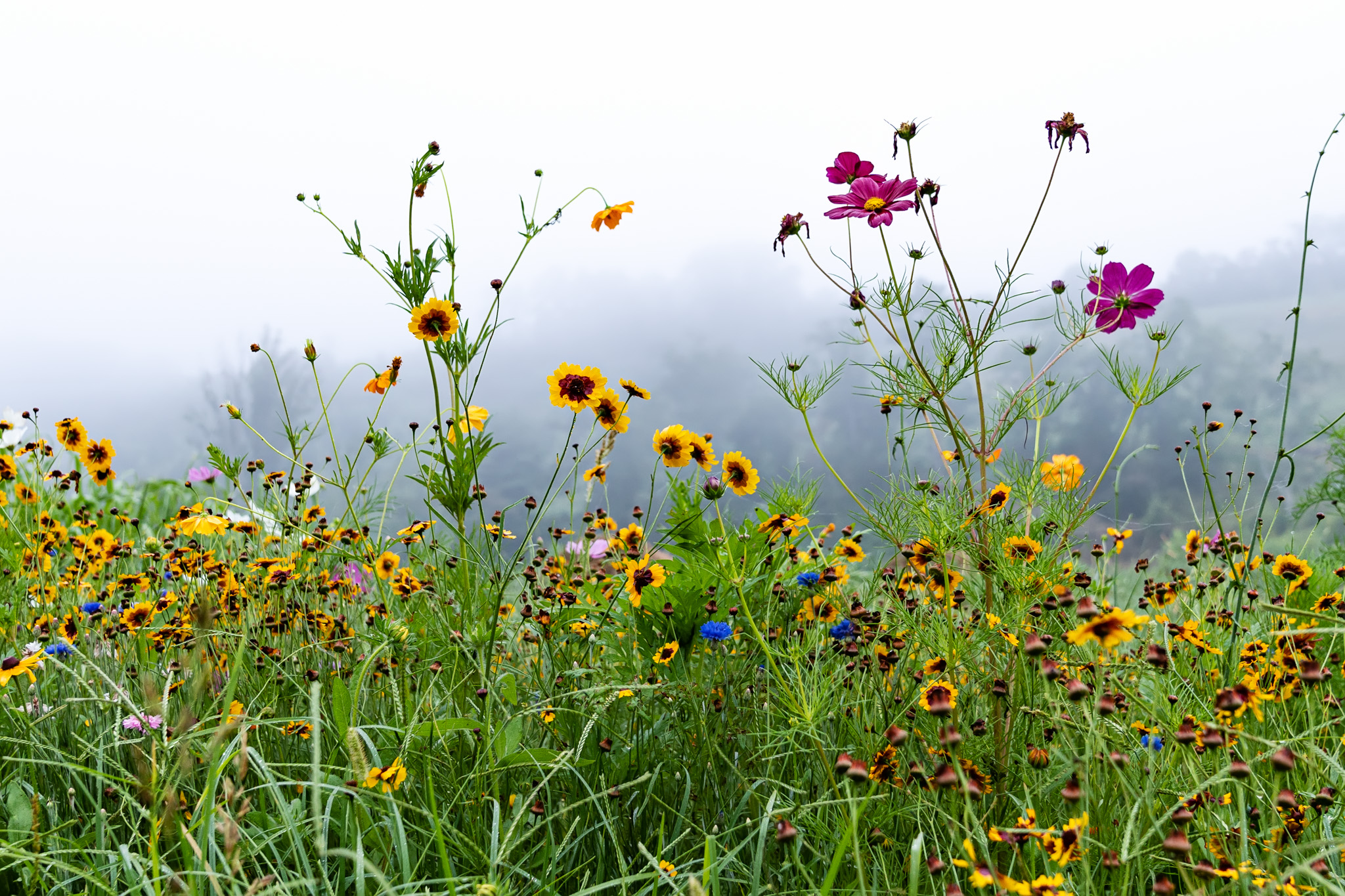 Field of flowers