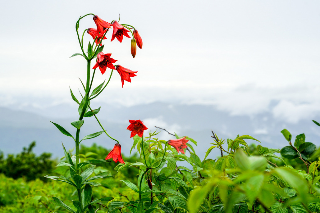 Gray's lily