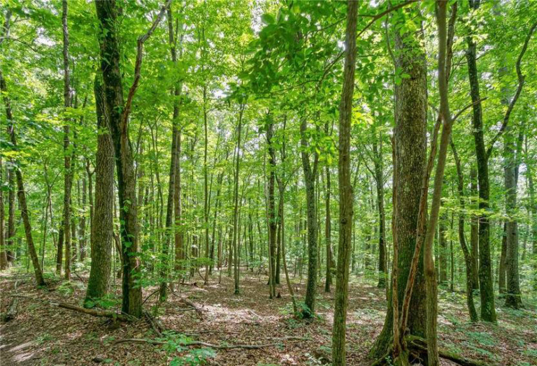 Scott's Ridg Scott's Ridge - 139 Acres - Southern Appalachian Highlands Conservancy