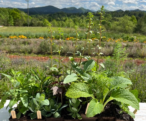 seedlings in foreground with flower fields and mountains in background