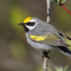 Golden-winged Warbler perched on a branch