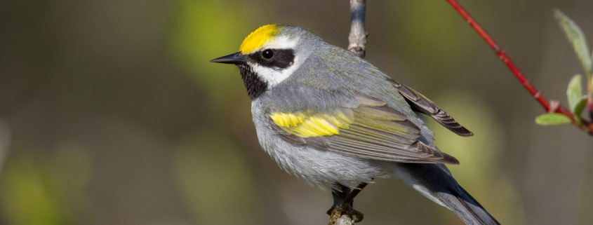 Golden-winged Warbler perched on a branch