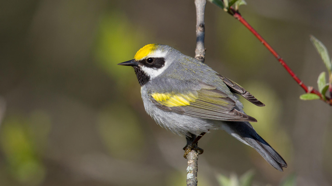 Golden-winged Warbler perched on a branch