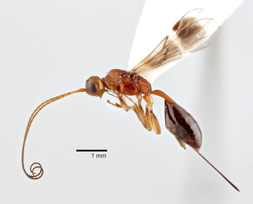 parasitoid wasp close up