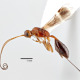 parasitoid wasp close up