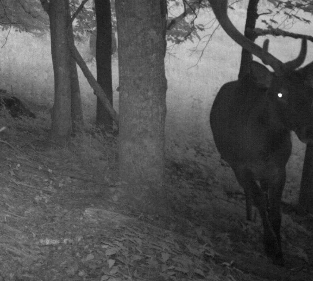 Elk on trail camera on SAHC’s property. Photo courtesy of Hugh Irwin of The WIlderness Society