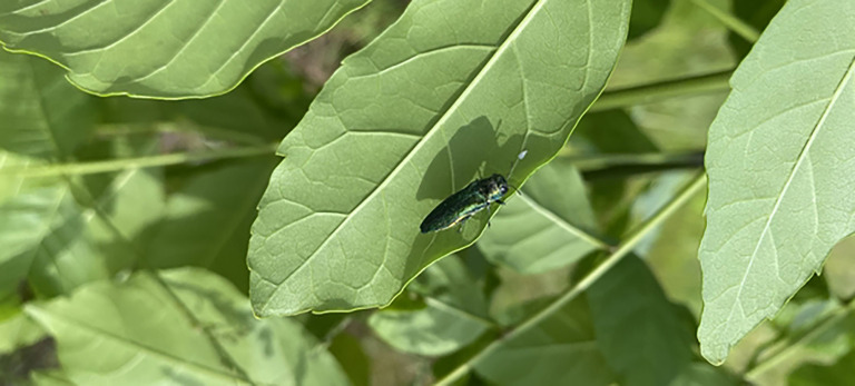 Emerald Ash Borer Research