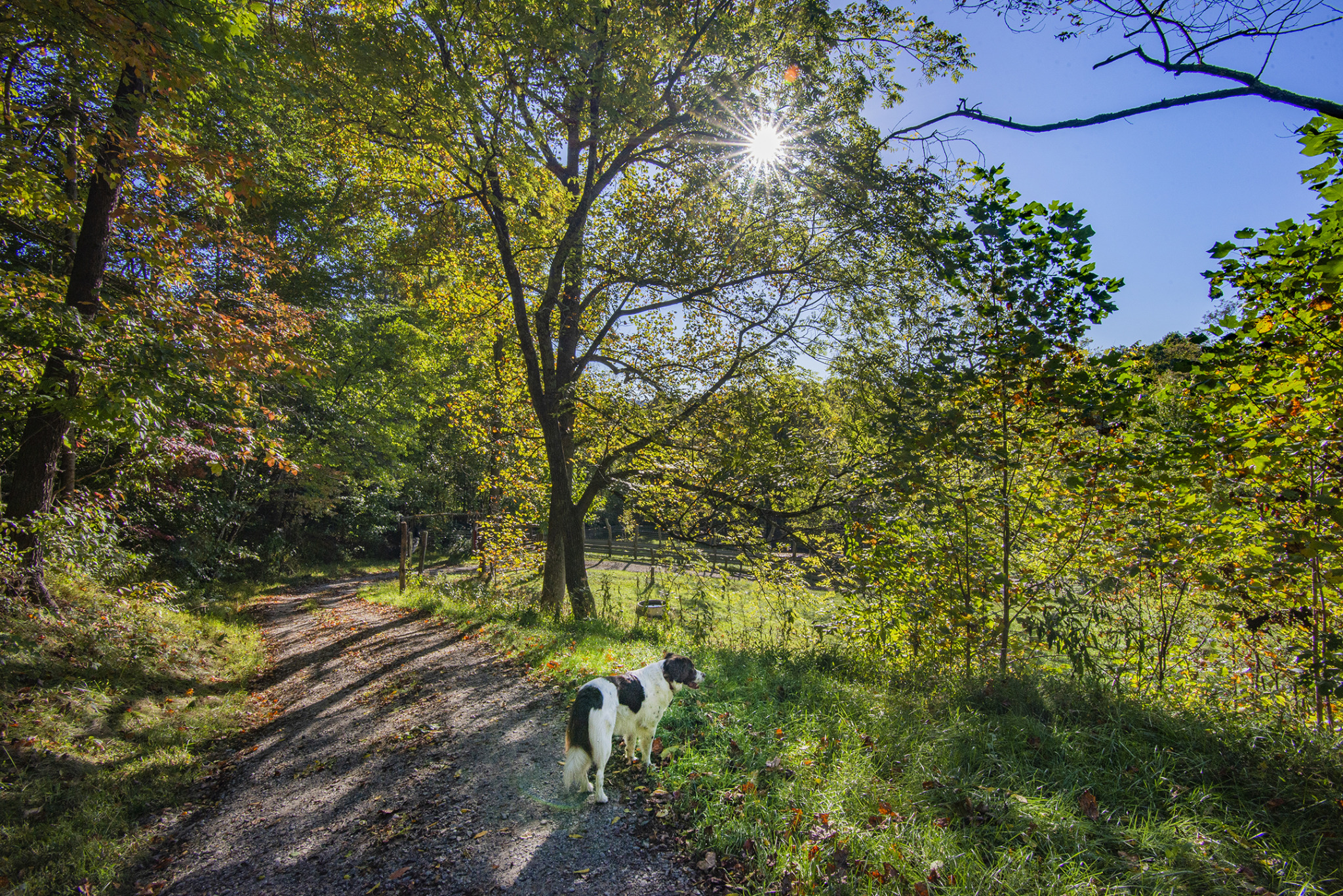 Ballard Cove – 63 Acres
