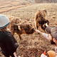 Participants with Highland cows