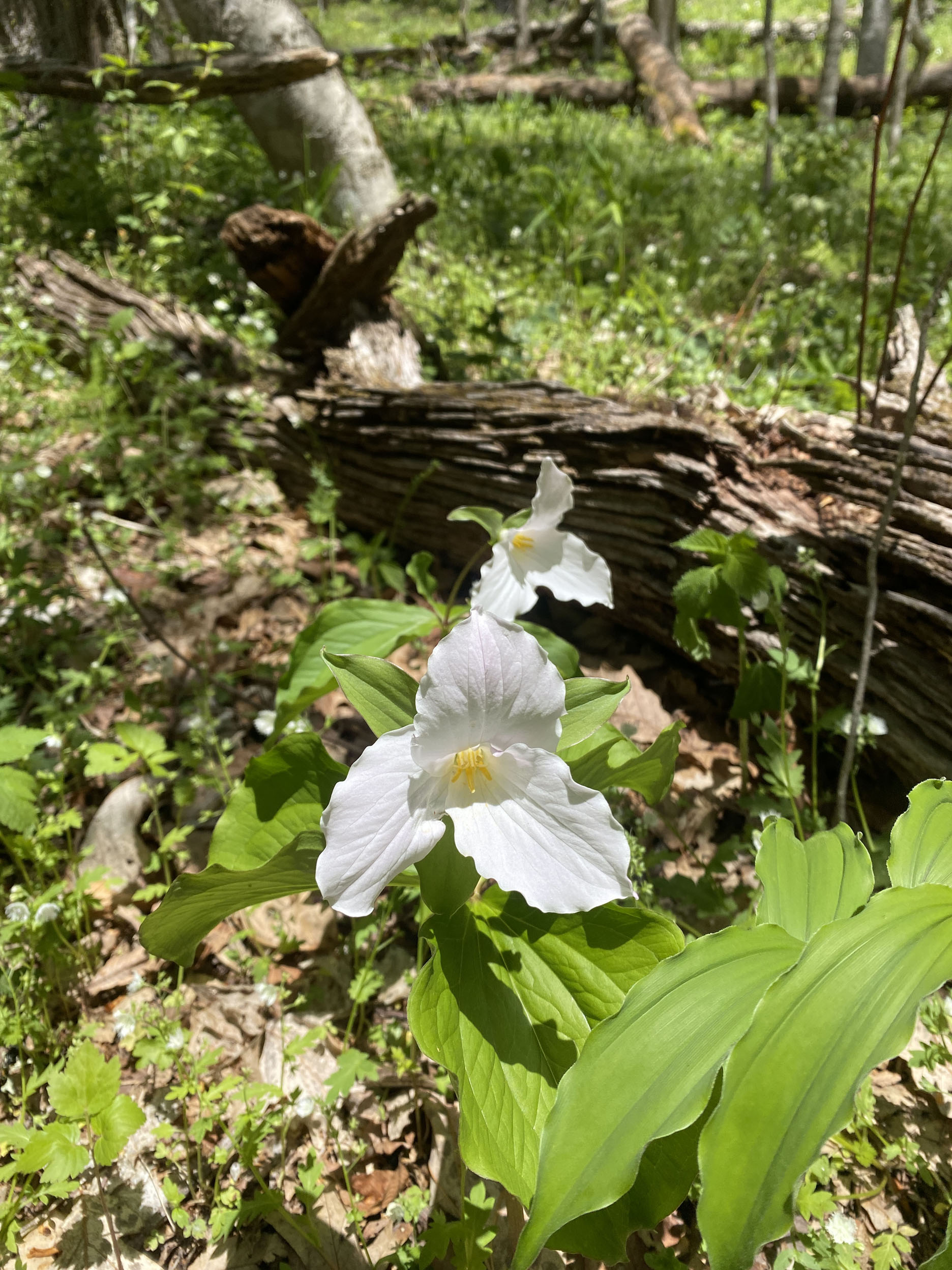southmacdairesridgetrillium