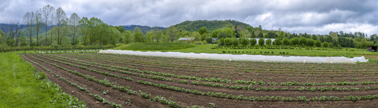 2021_0505_1857_© Michael L. Pittman__8504428-8504439_Full_Sun_Farm(1)