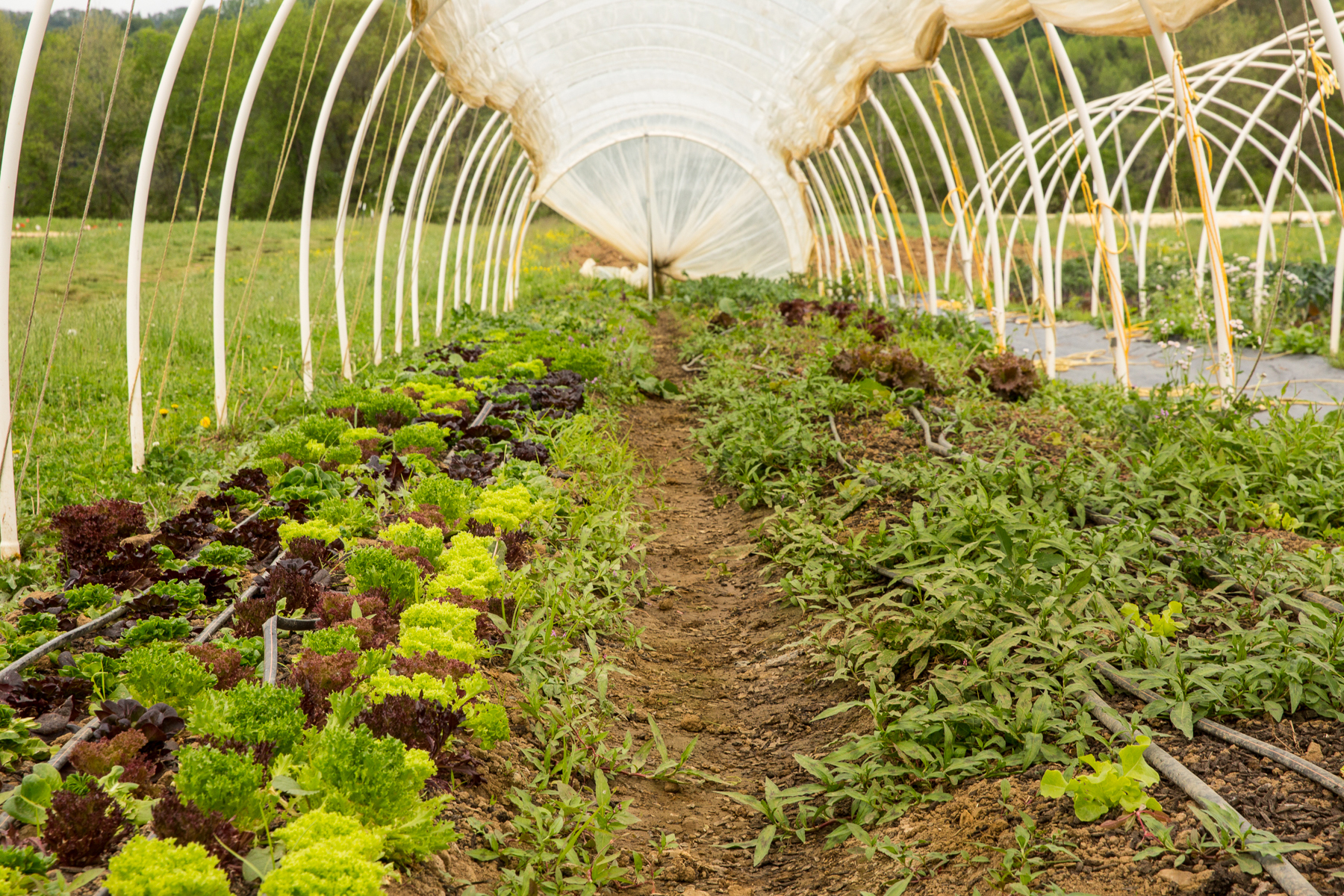Full Sun Farm_BrannanKathleen_3 (1 of 1)