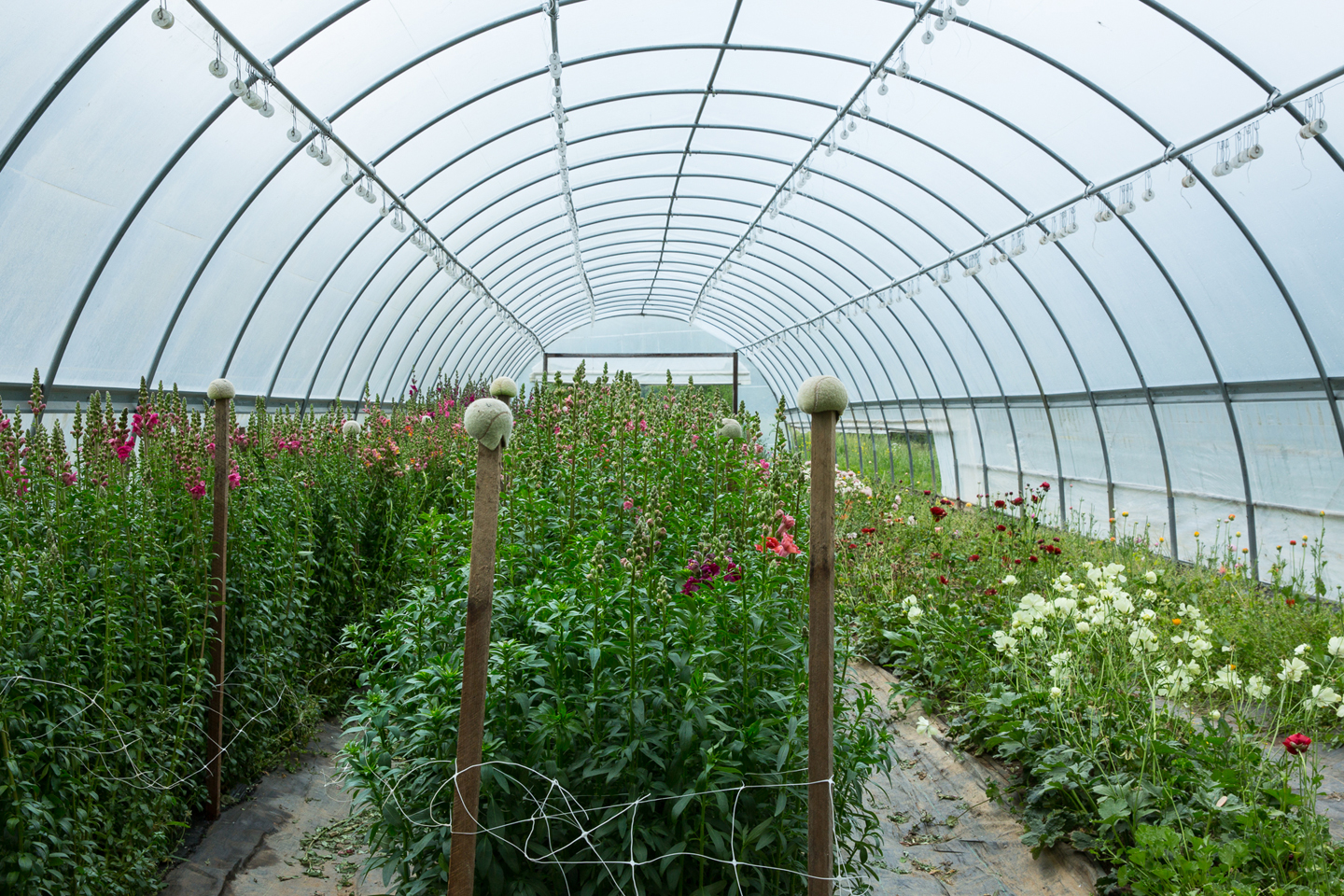 Full Sun Farm_BrannanKathleen_6(1 of 1)