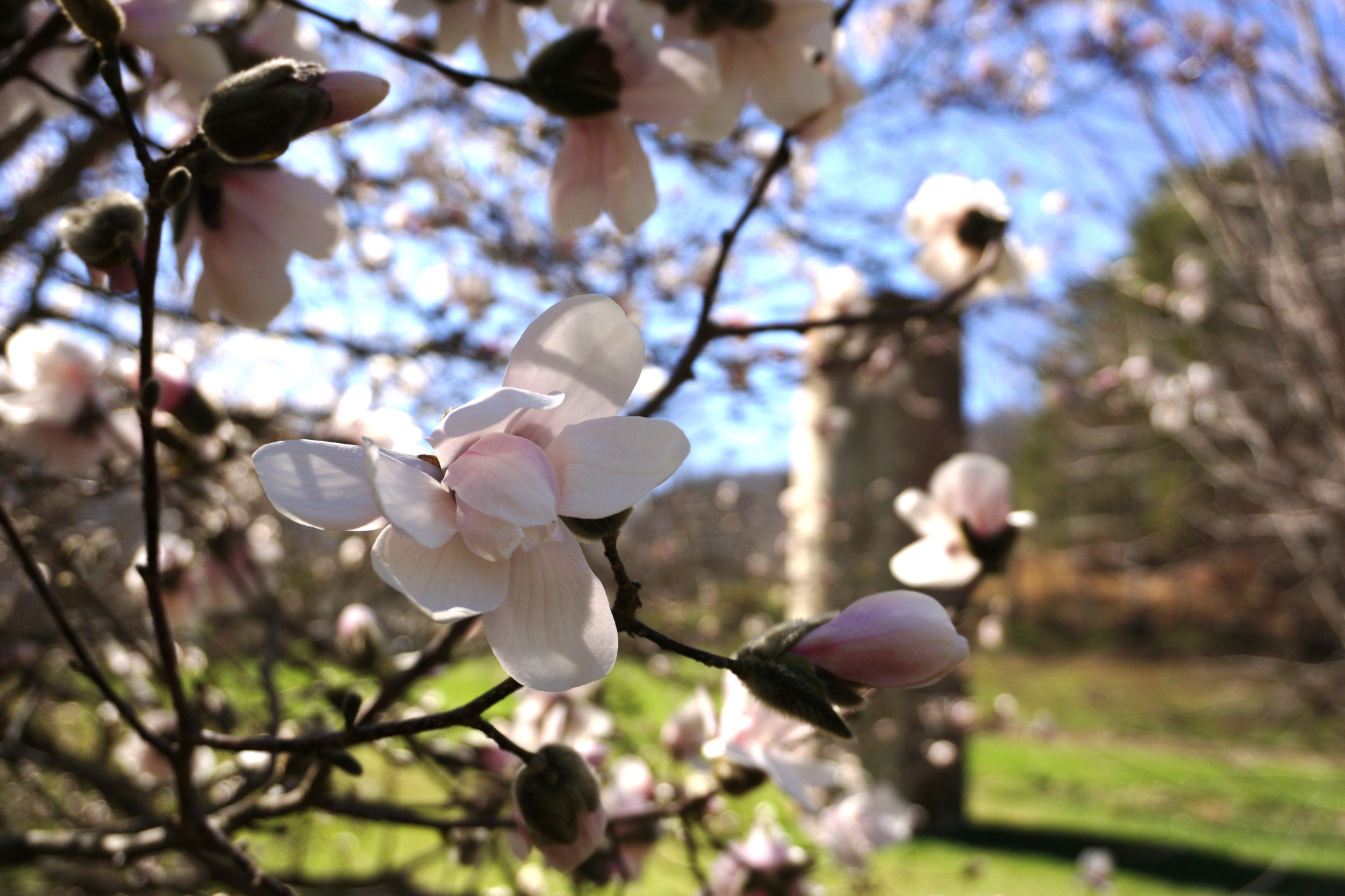 Sandy Mush Creek Blooming Tree