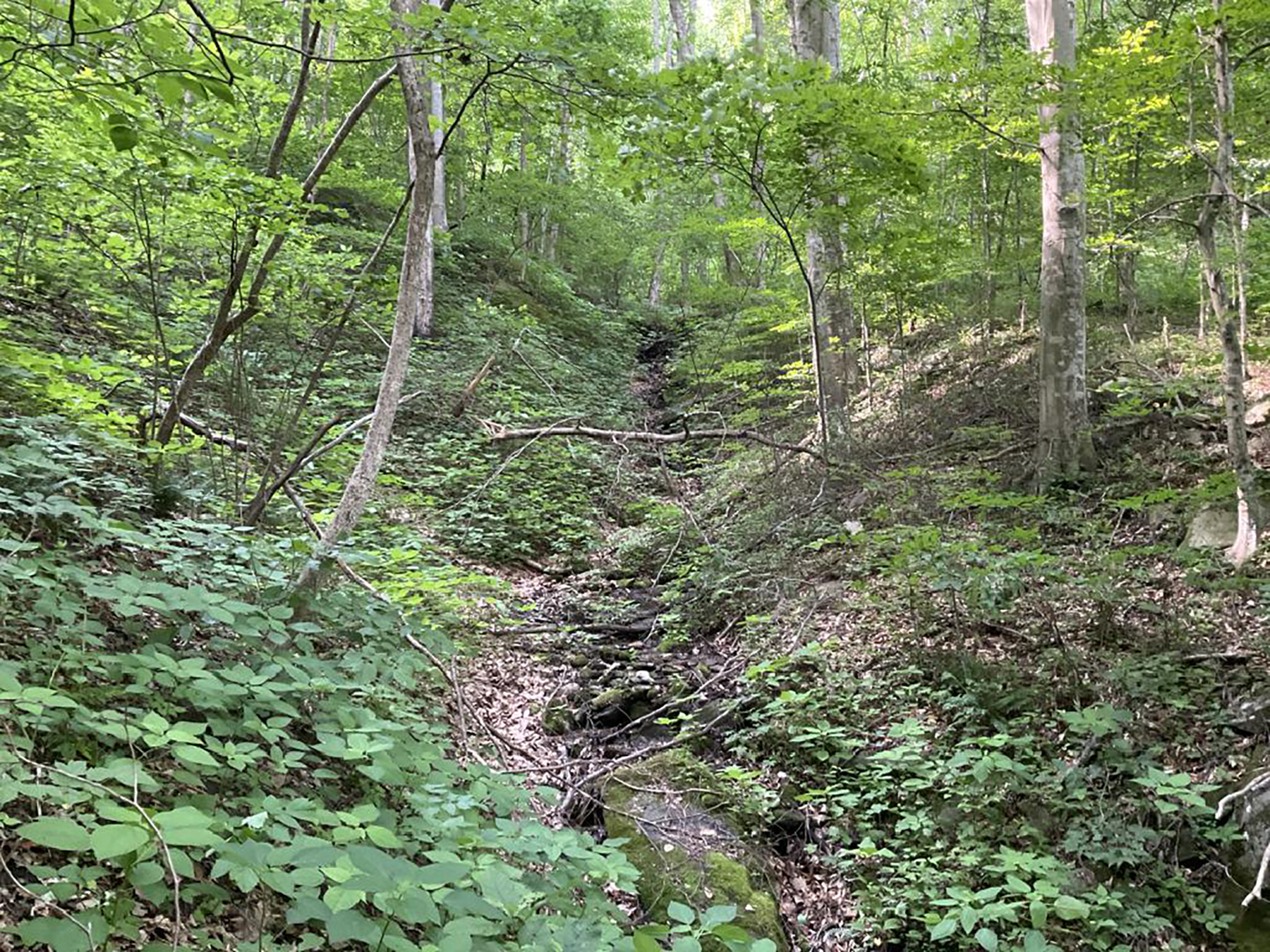 SandyMushCreek_forest upland