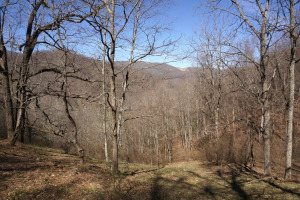 sandy Mush Creek wooded area