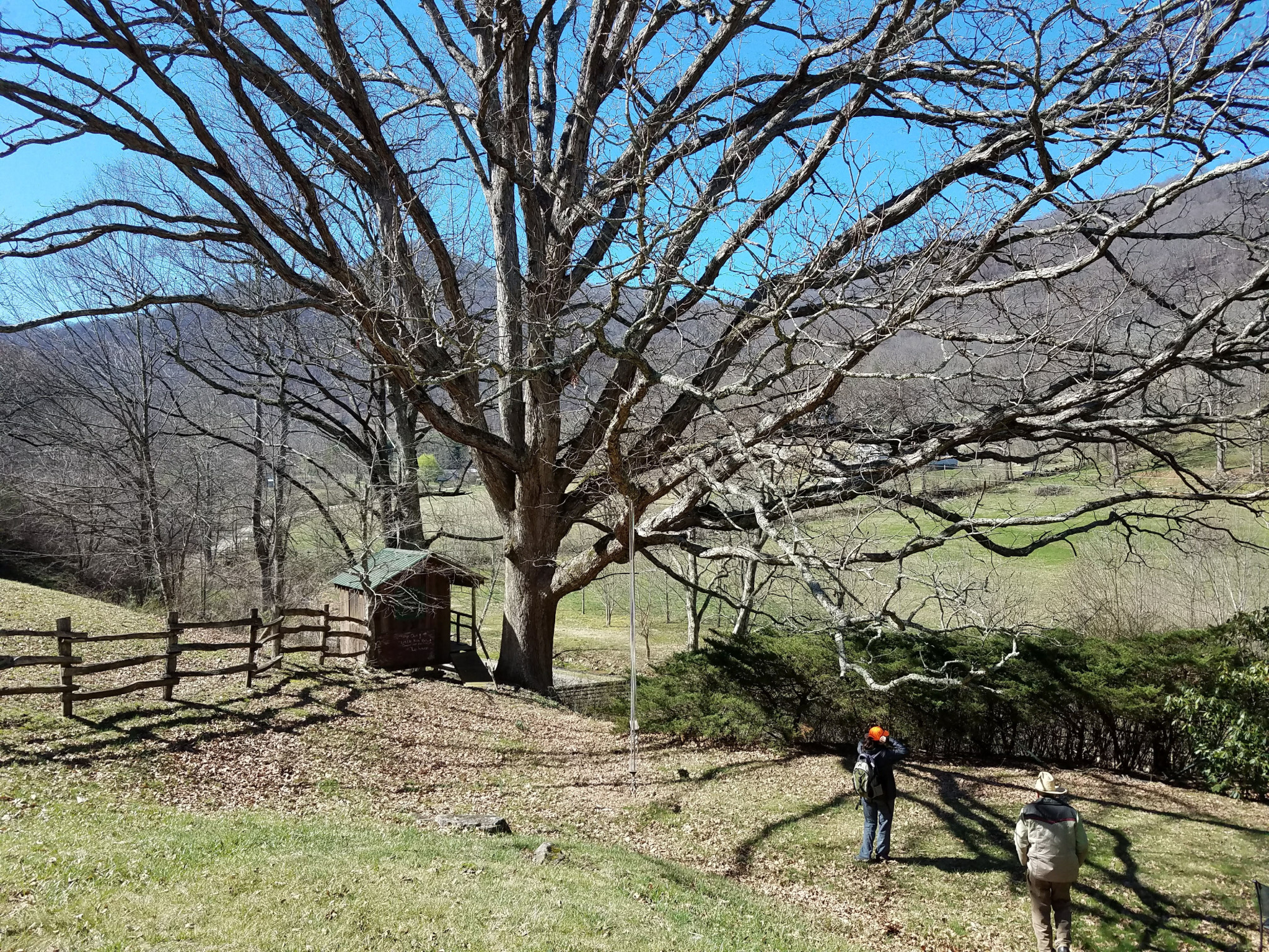 sandy mush creek heritage oak