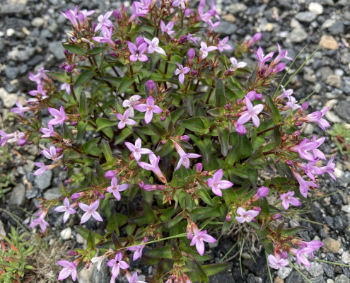 Roan Mountain Bluet 2