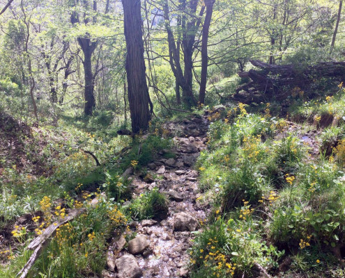 Beaverdam Cook stream