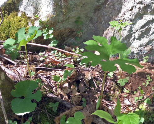 Bloodroot(1)