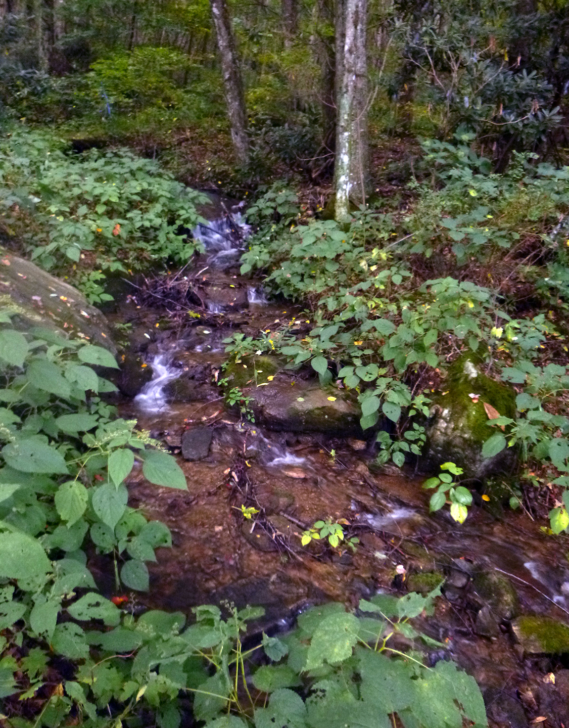 web DoublesideKnobCountyLine_stream