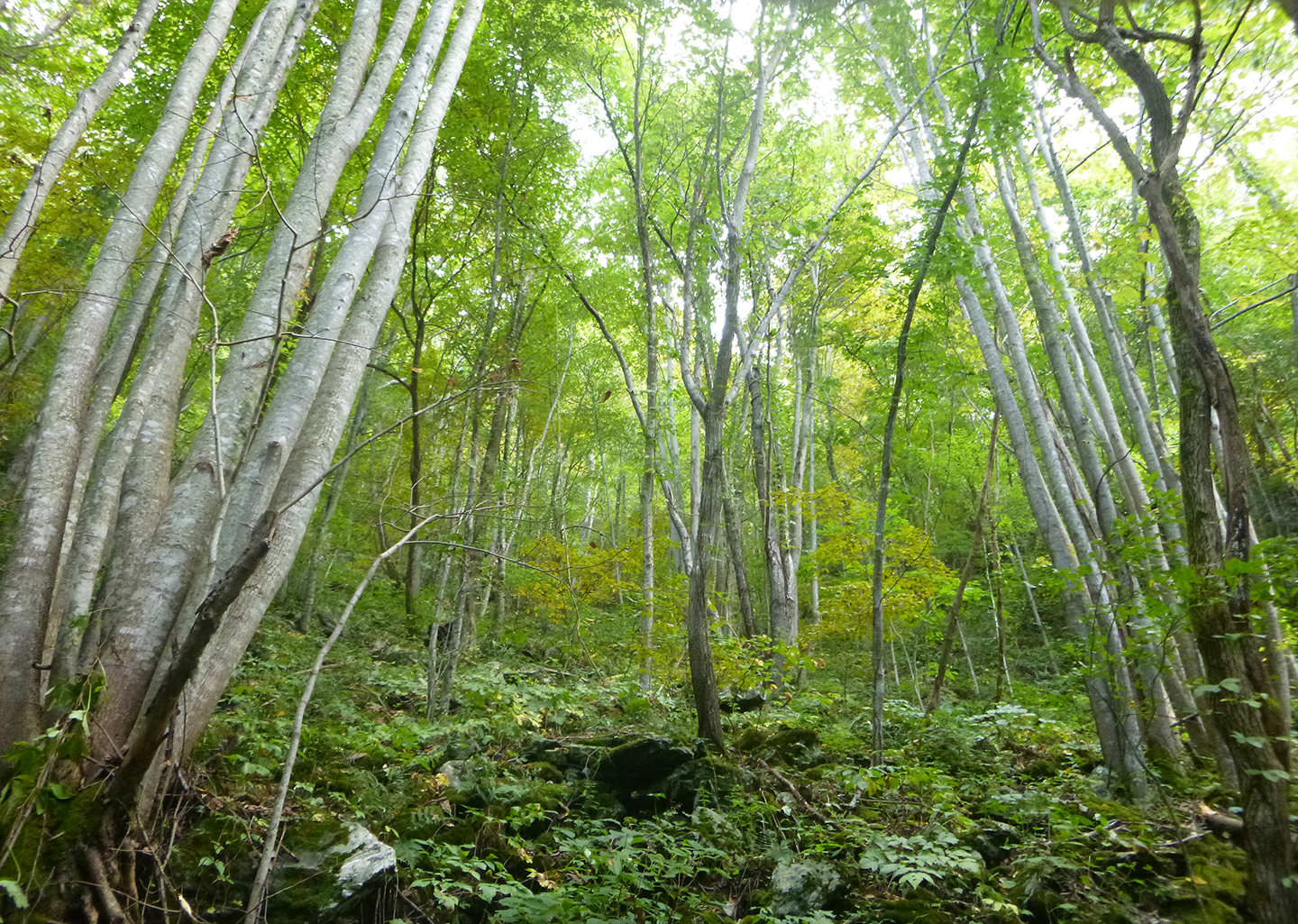 web DoublesideKnobCountyLine_treesvert
