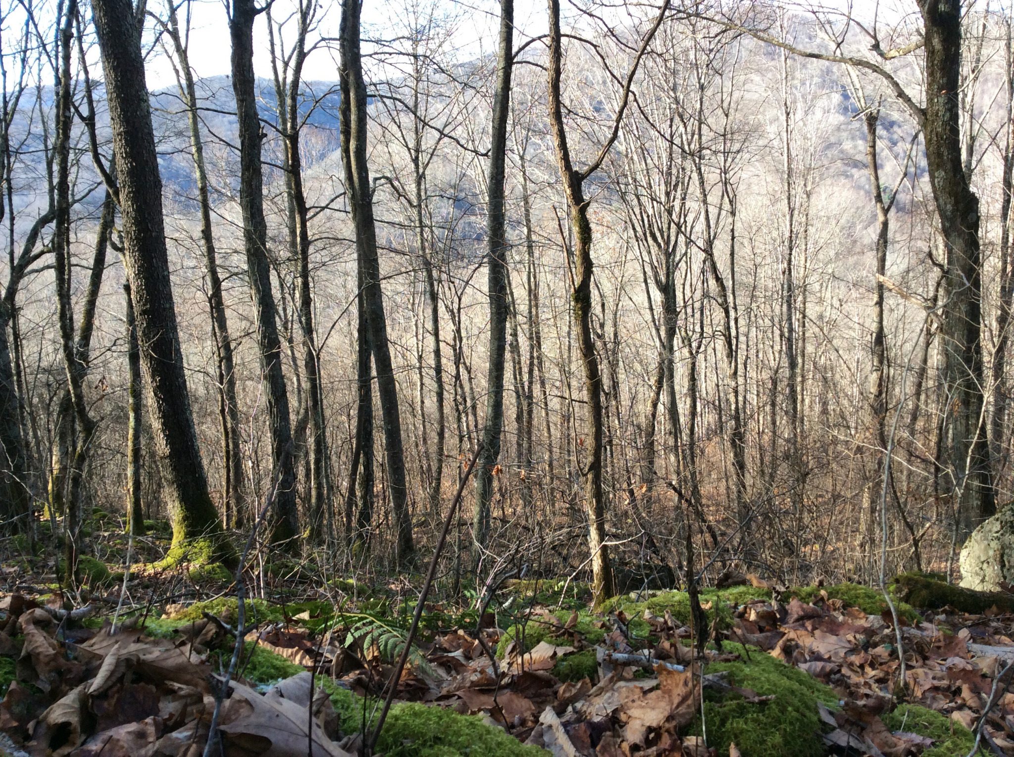 Belview Mtn on site2
