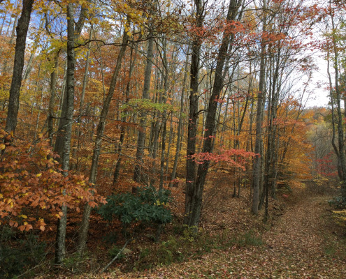 Cranberry Mountain