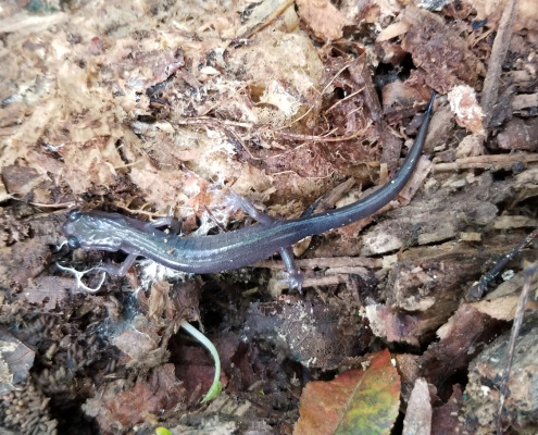 Cranberry Mtn Plethodon montanus