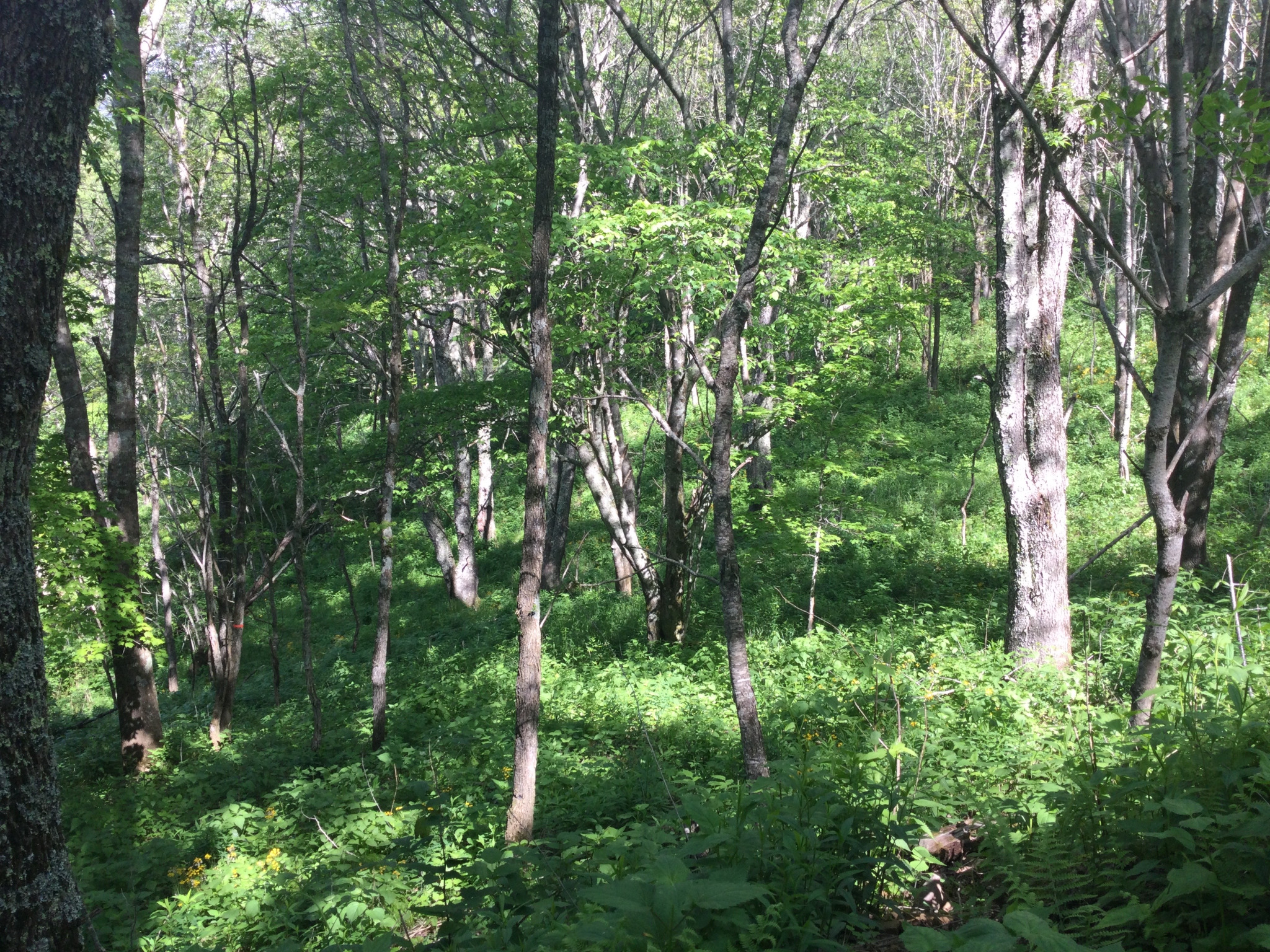 Round Mountain forest