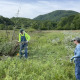 Volunteers cutting invasive autumn olive in open field with mountain in background