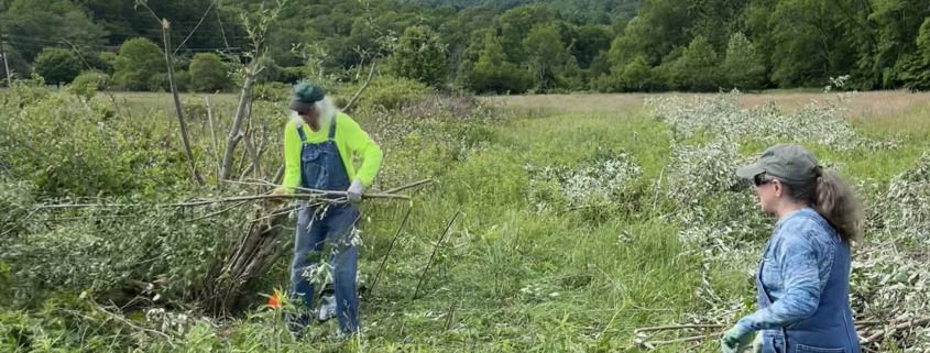 Volunteers cutting invasive autumn olive in open field with mountain in background