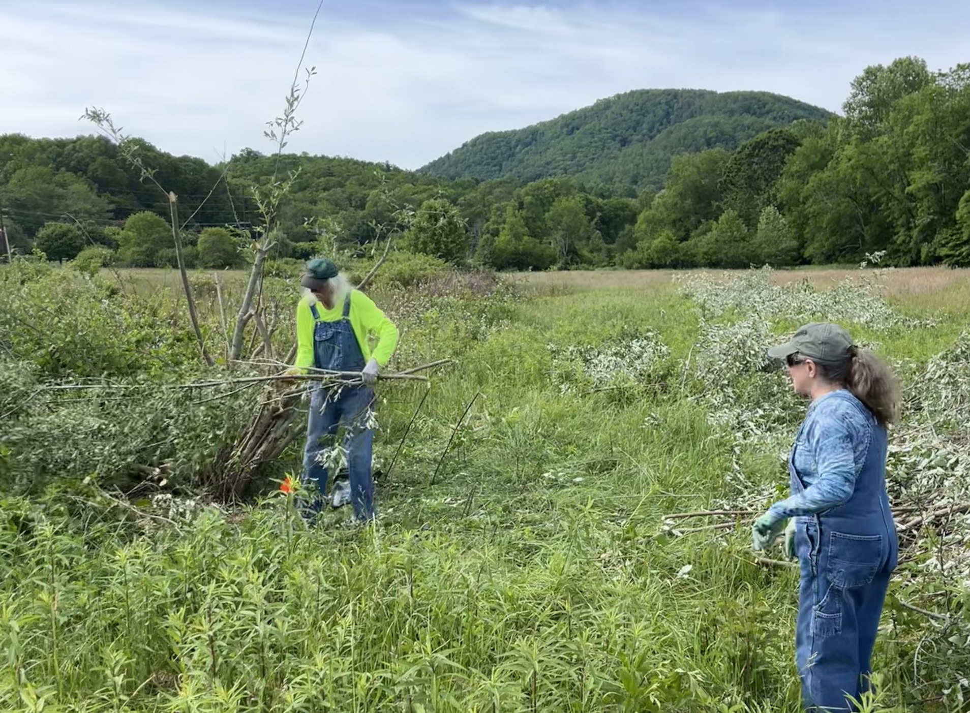 Volunteers cutting invasive autumn olive in open field with mountain in background