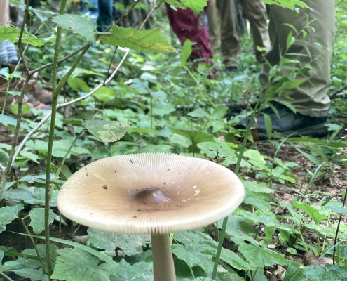NCState_mushroom