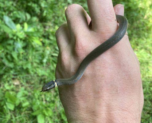 NCState_smallsnake