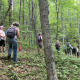 Single file of hikers in dense forest cover