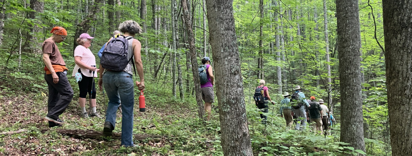 Single file of hikers in dense forest cover