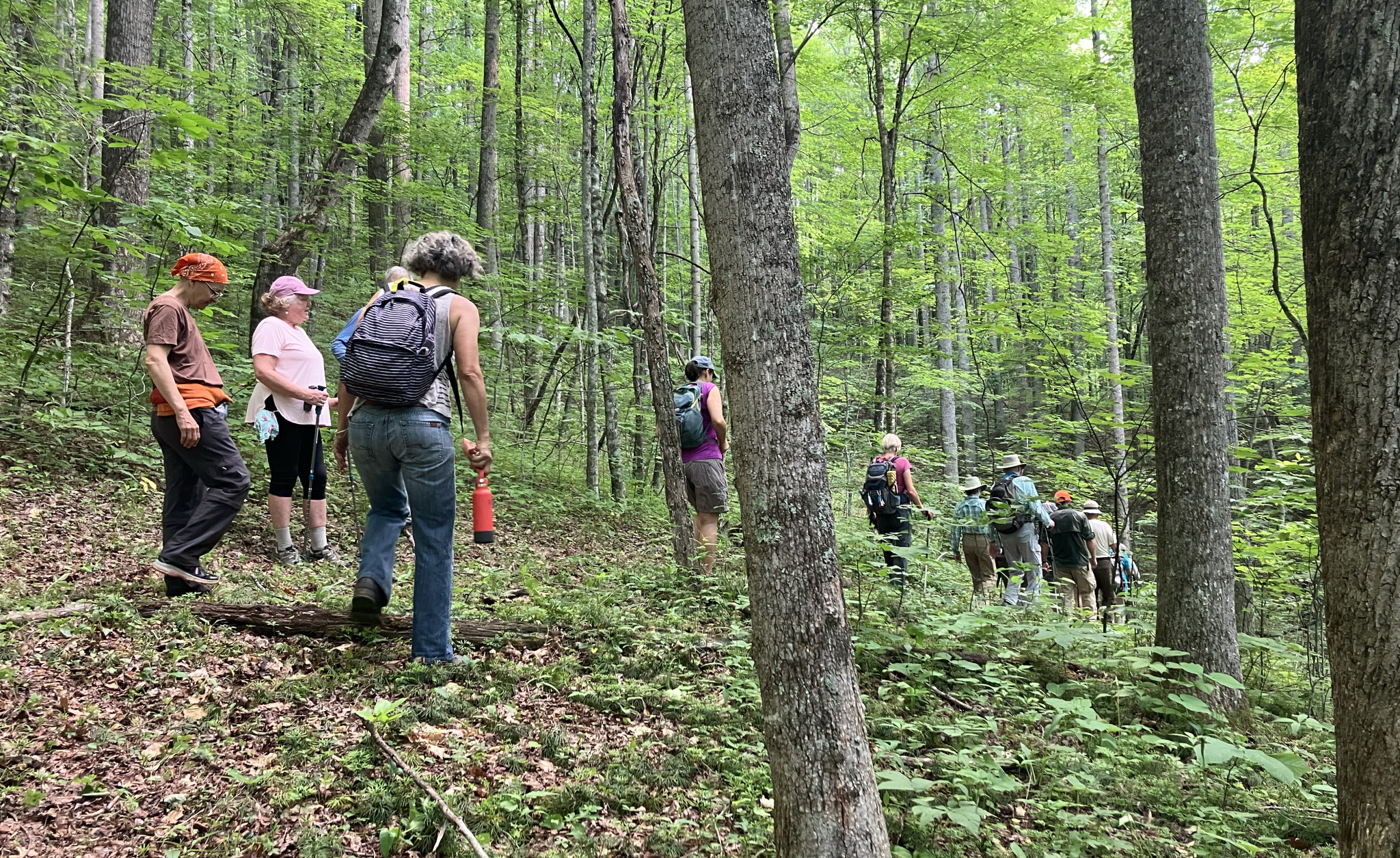 Single file of hikers in dense forest cover