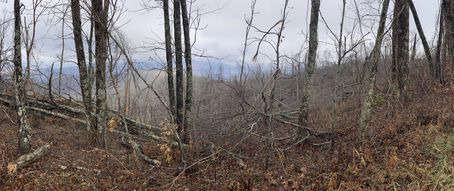 Helene impact Weaverville WS blowdown 1