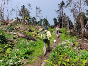 Two people hike along a trail surrounded by downed spruce and fir trees on an upward slope.