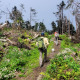 Two people hike along a trail surrounded by downed spruce and fir trees on an upward slope.