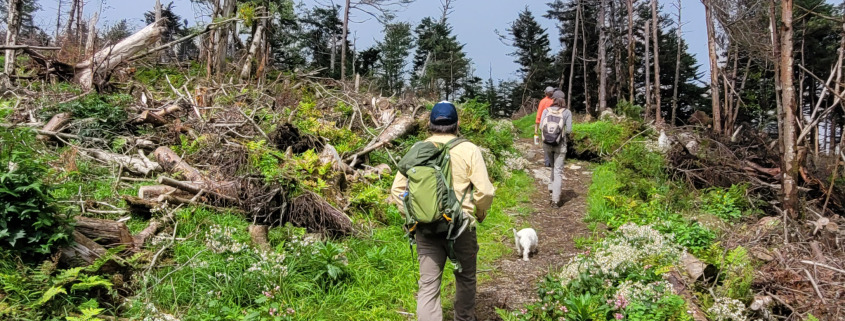 Two people hike along a trail surrounded by downed spruce and fir trees on an upward slope.